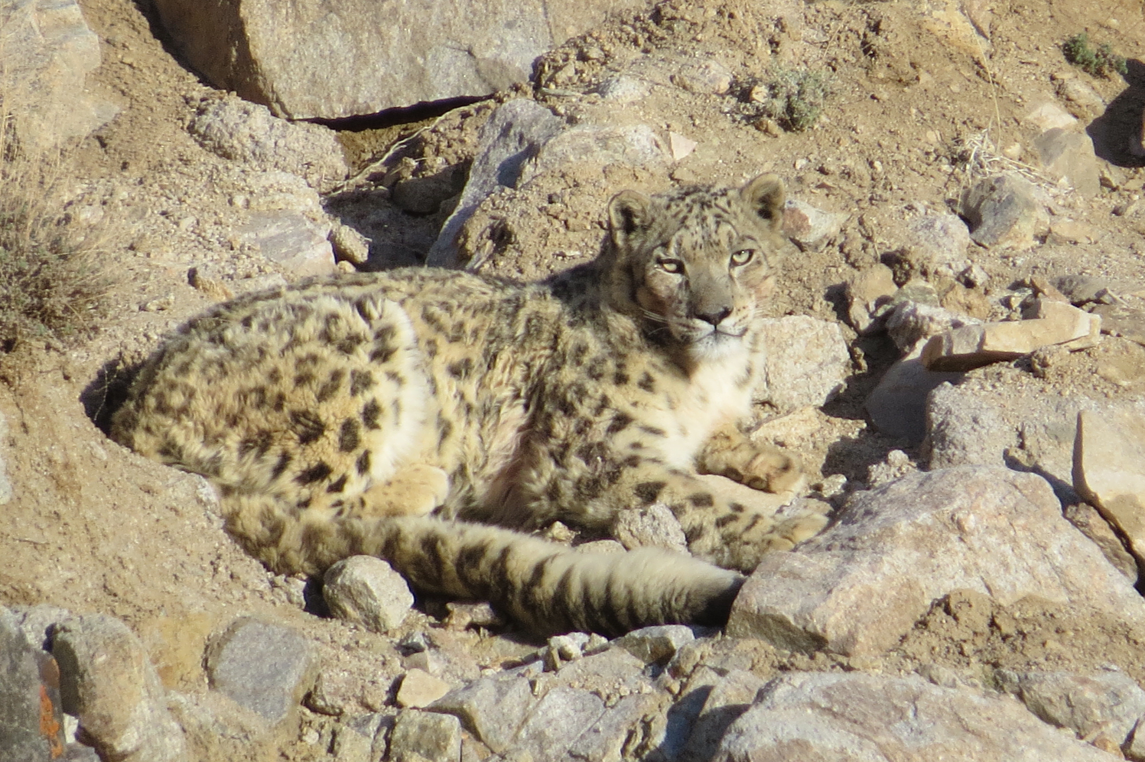 Picture courtesy Snow Leopard Lodge, Ulley, Ladakh